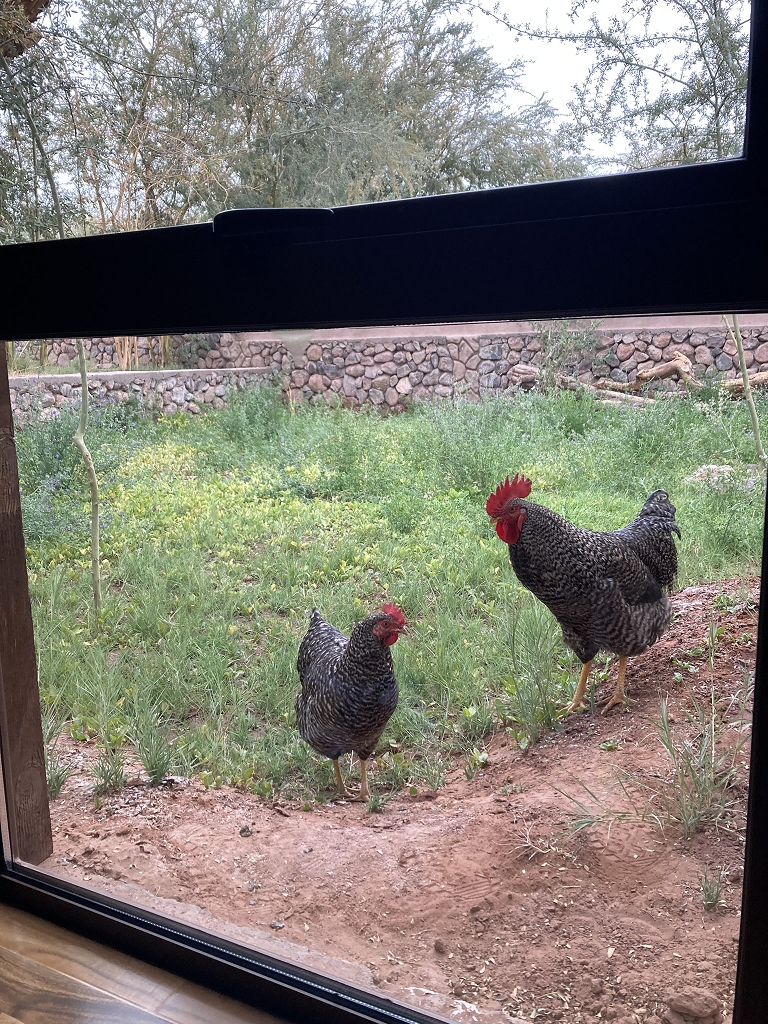 Neugierige Hühner in der Quelana Lodge