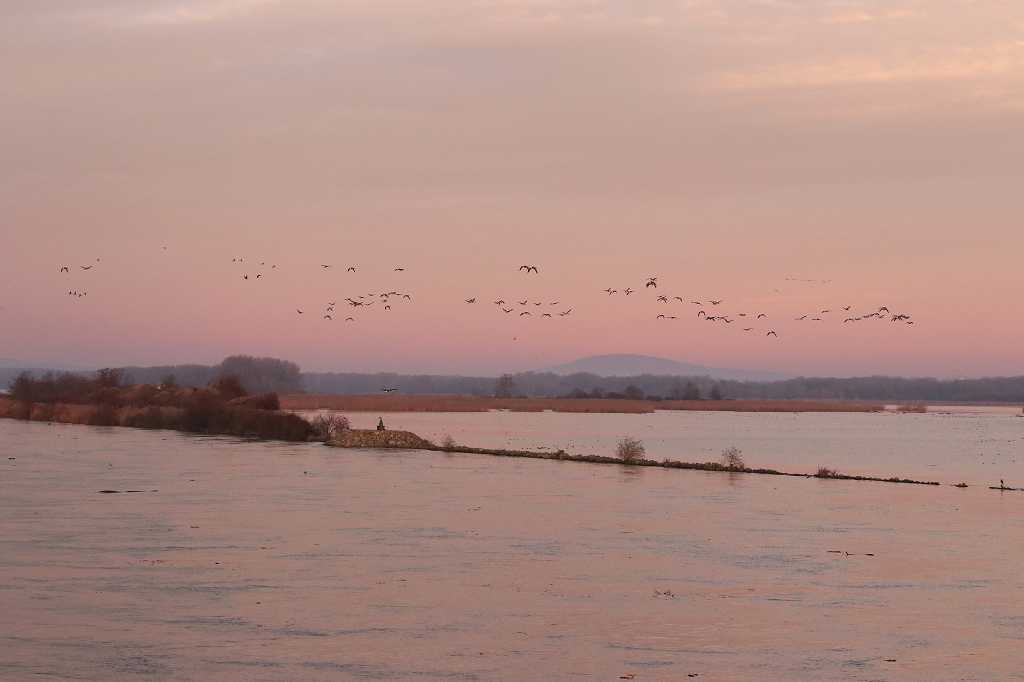 Überschwemmtes Donaudelta und zahlreiche Wildgänse