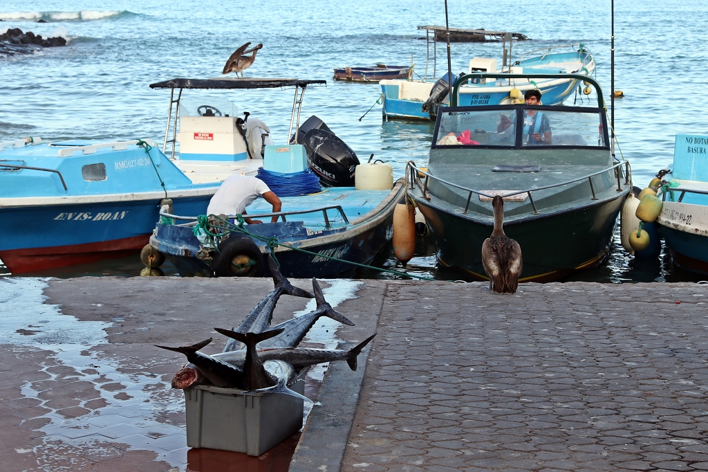 Kleiner Fischerhafen in Puerto Ayora