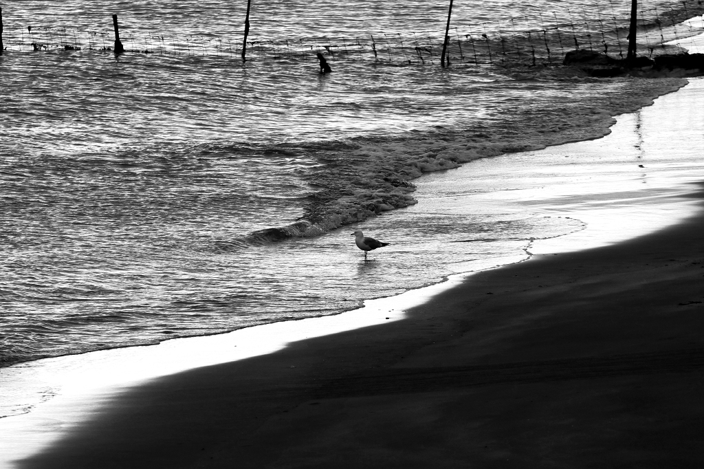 Eissturmvogel am Strand auf den Färöer