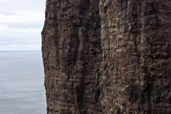 Kliff Trælanípa