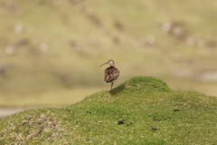 Regenbrachvogel auf den Färöern