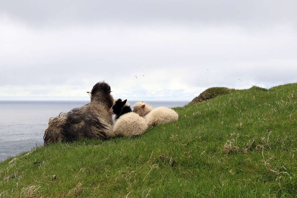 Schafsfamilie auf Mykineshólmur
