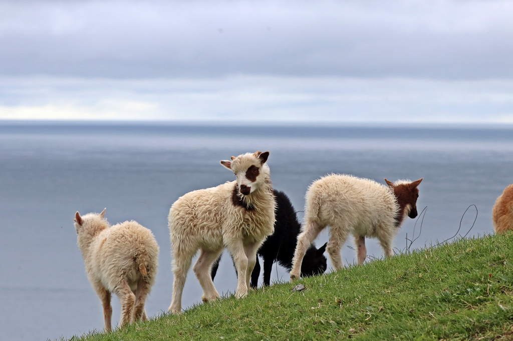 Schafe und noch mehr Schafe auf Mykines