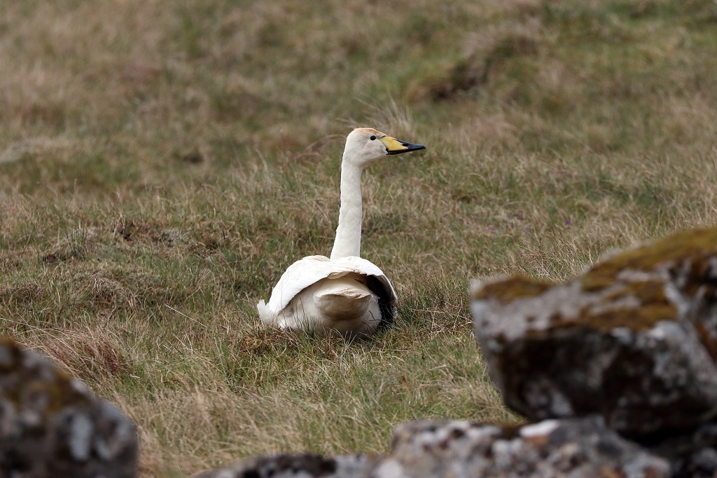 Singschwan (Whooper Swan) auf den Färöer