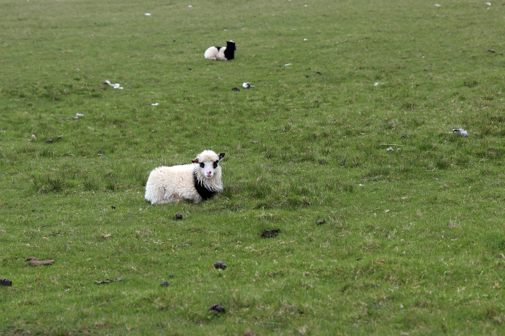Mal wieder Schafe auf den Färöer