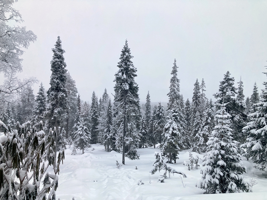 Ausblick vom Apartment auf die lappländische Winterlandschaft