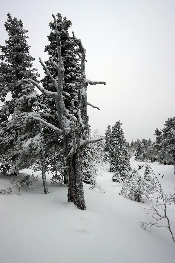 Schneeschuhwanderung auf den Konttainen