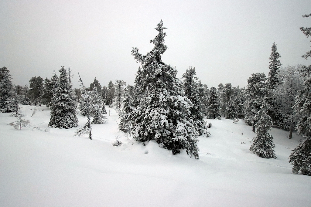 Schneeschuhwanderung auf den Konttainen