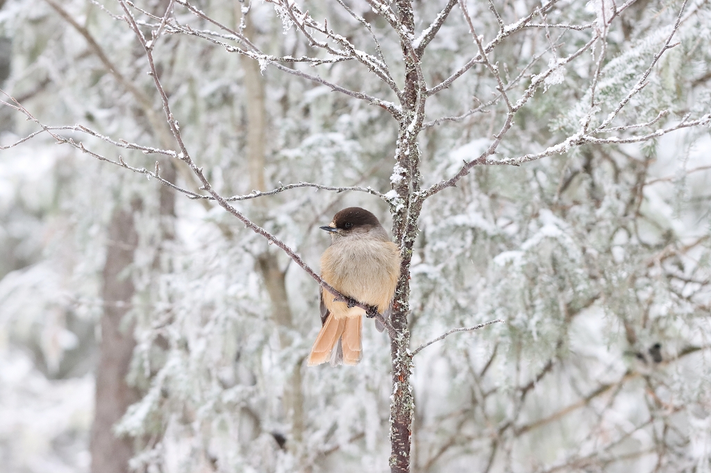 Unglückshäher (Sibirian Jays, Perisoreus infaustus) in Finnland