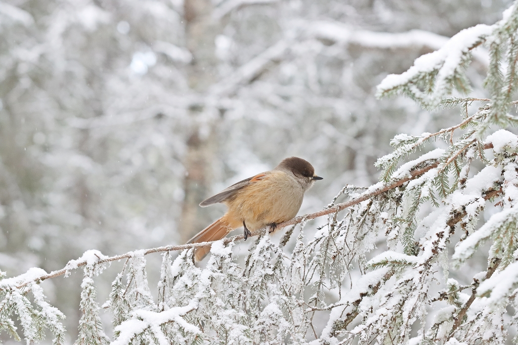 Unglückshäher (Sibirian Jays, Perisoreus infaustus) in Finnland