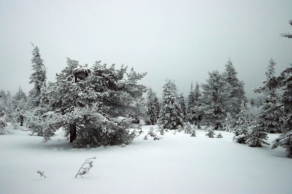Schneeschuhwanderung im Riisitunturi National Park