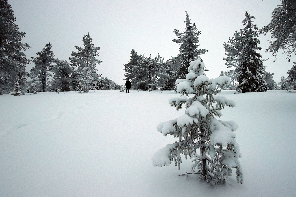 Schneeschuhwanderung im Riisitunturi National Park