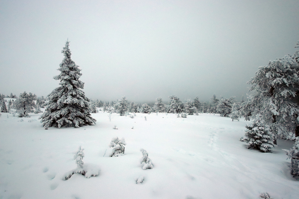 Schneeschuhwanderung im Riisitunturi National Park