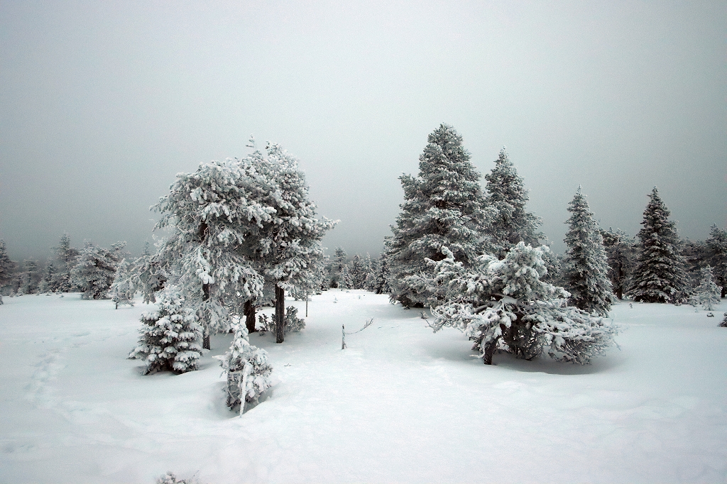 Schneeschuhwanderung im Riisitunturi National Park