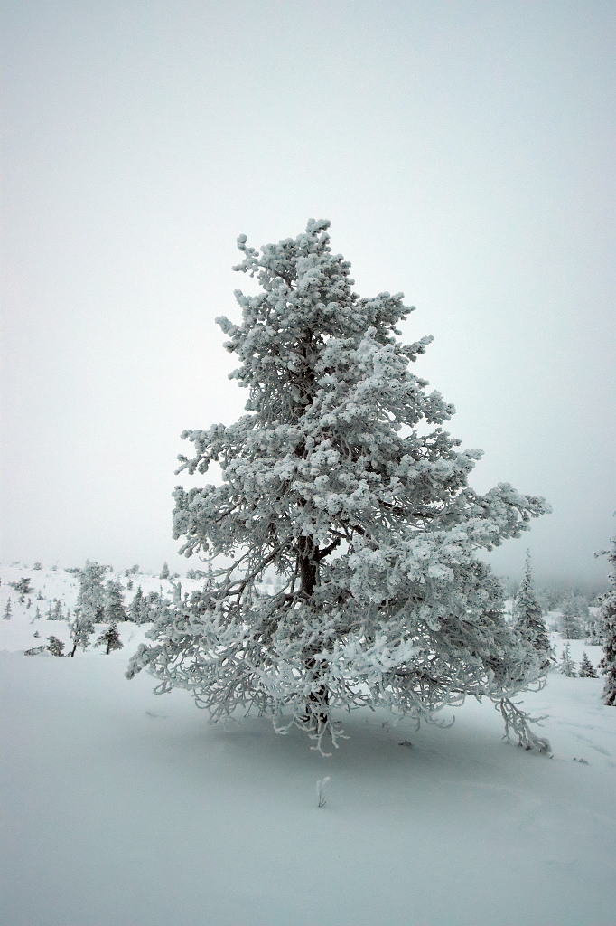 Schneeschuhwanderung im Riisitunturi National Park