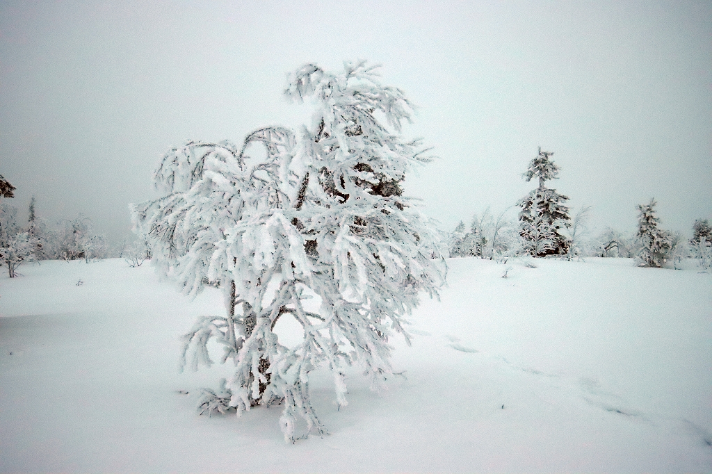 Schneeschuhwanderung im Riisitunturi National Park