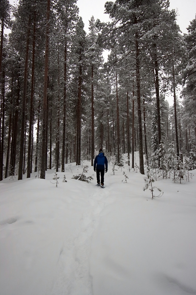 Schneeschuhtour auf der "kleinen Bärenrunde" im Oulanka-Nationalpark