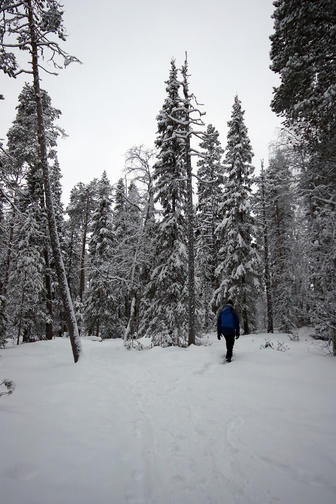 Schneeschuhtour auf der "kleinen Bärenrunde" im Oulanka-Nationalpark