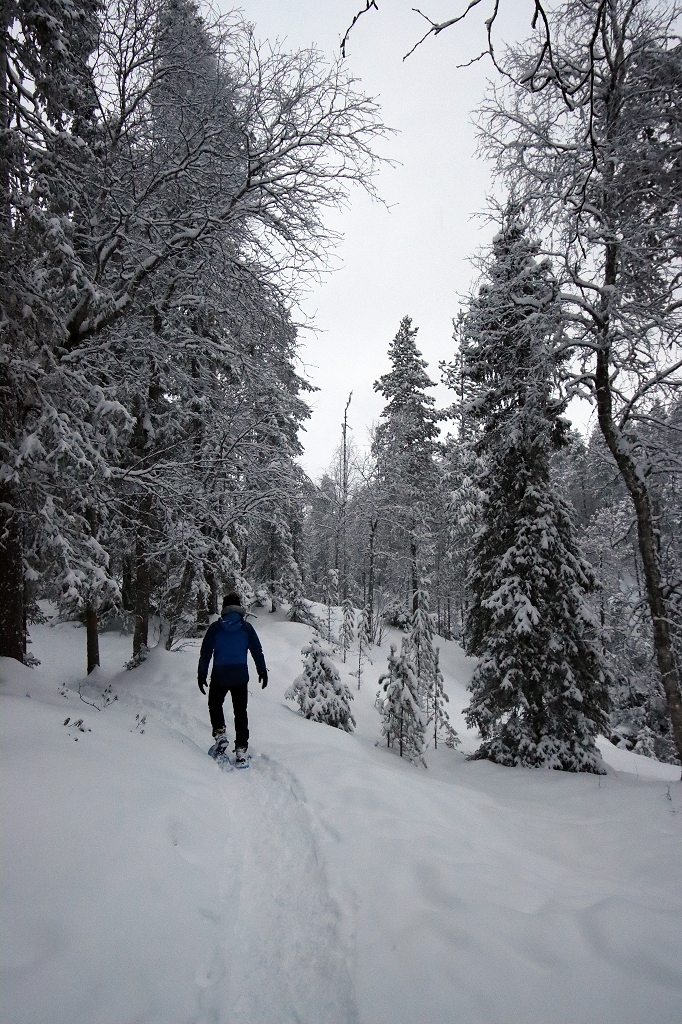 Schneeschuhtour auf der "kleinen Bärenrunde" im Oulanka-Nationalpark