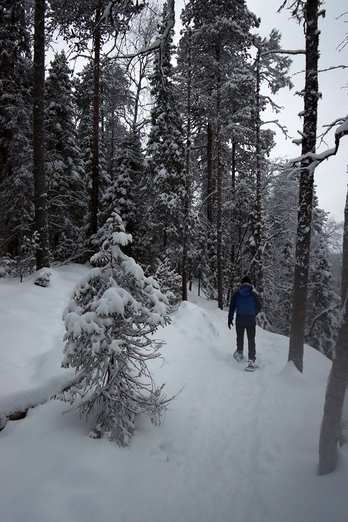 Schneeschuhtour auf der "kleinen Bärenrunde" im Oulanka-Nationalpark