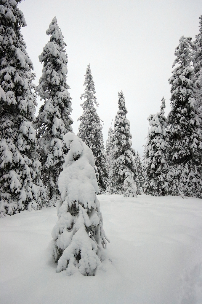 Winter im Riisitunturi Nationalpark