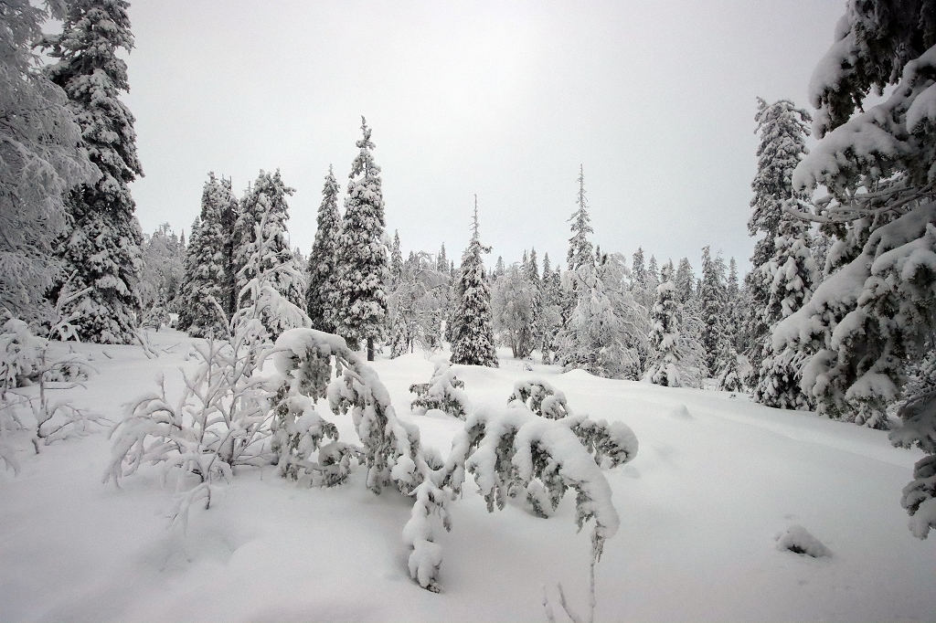 Winter im Riisitunturi Nationalpark
