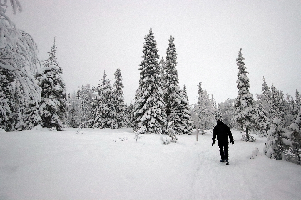 Winter im Riisitunturi Nationalpark