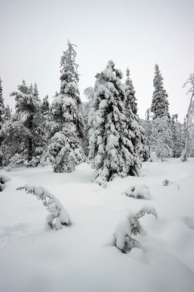 Winter im Riisitunturi Nationalpark