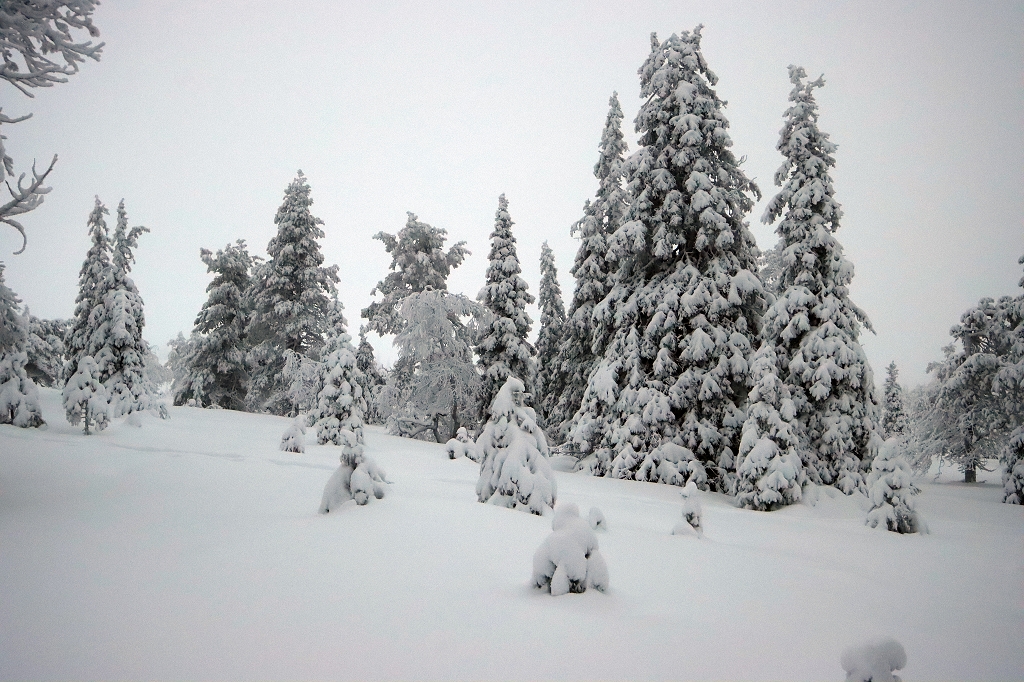 Winter im Riisitunturi Nationalpark