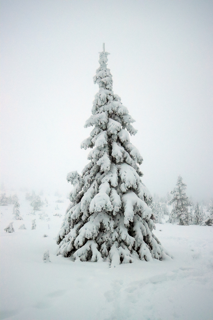 Winter im Riisitunturi Nationalpark