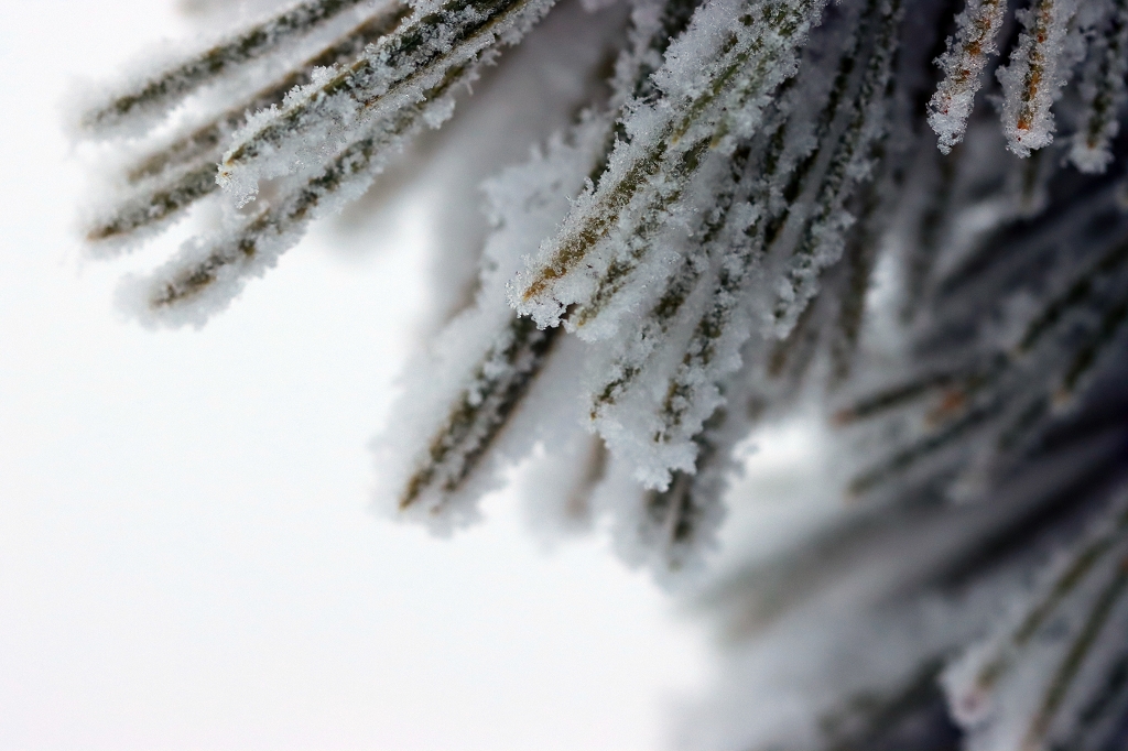 Winter im Riisitunturi Nationalpark