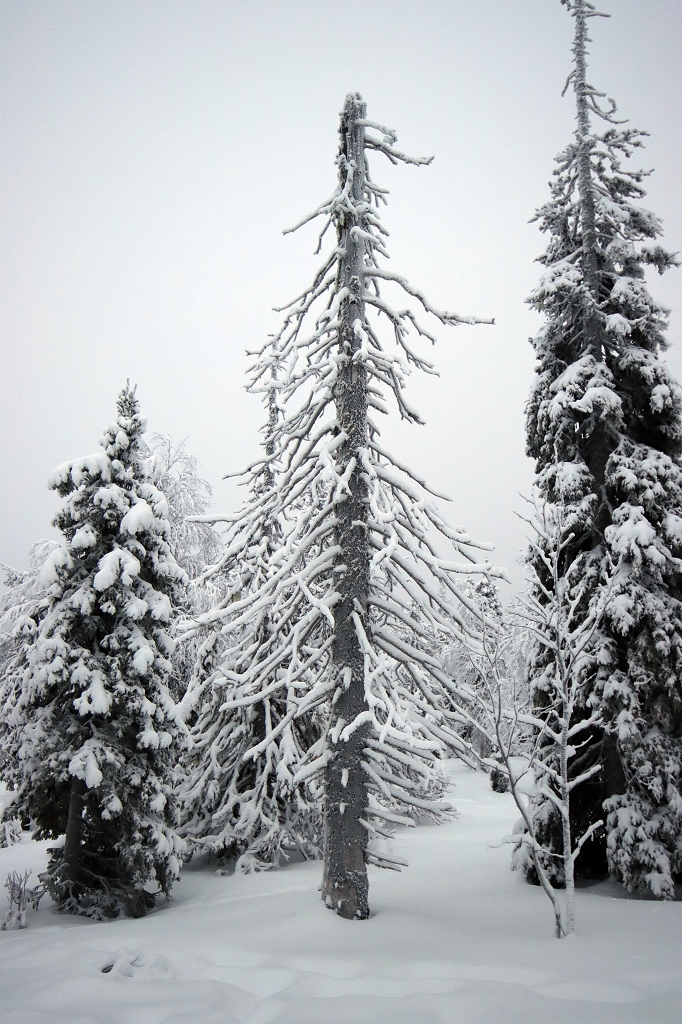 Winter im Riisitunturi Nationalpark