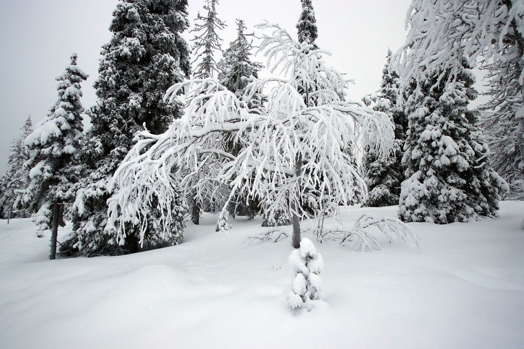 Winter im Riisitunturi Nationalpark