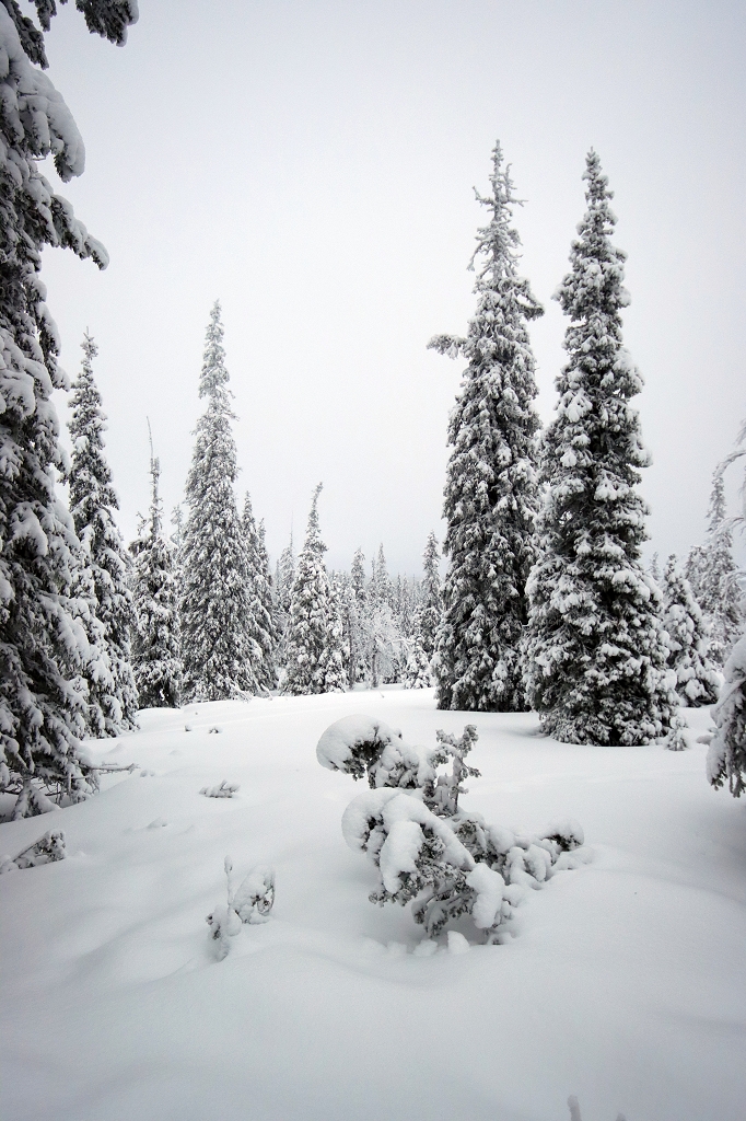 Winter im Riisitunturi Nationalpark