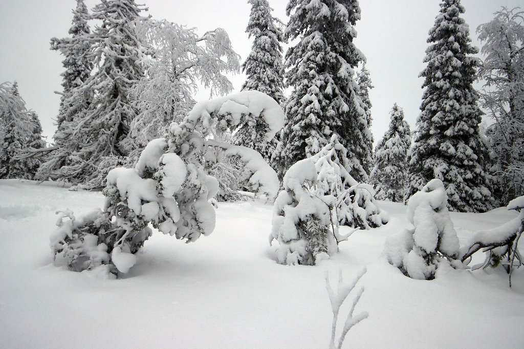 Winter im Riisitunturi Nationalpark