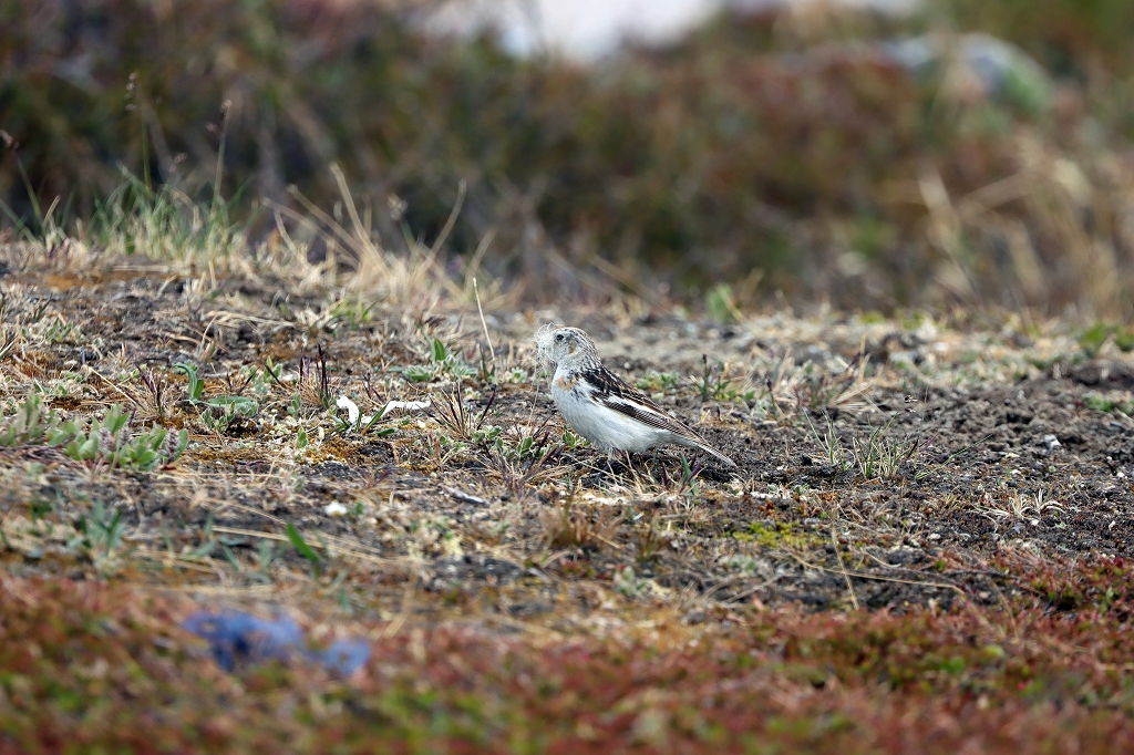 Schneeammer-Weibchen (Snow bunting, Plectrophenax nivalis) mit Nistmaterial