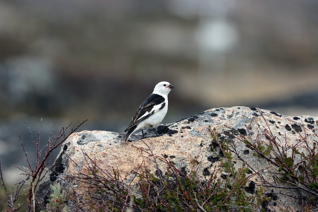 männliche Schneeammer (Snow bunting, Plectrophenax nivalis) 