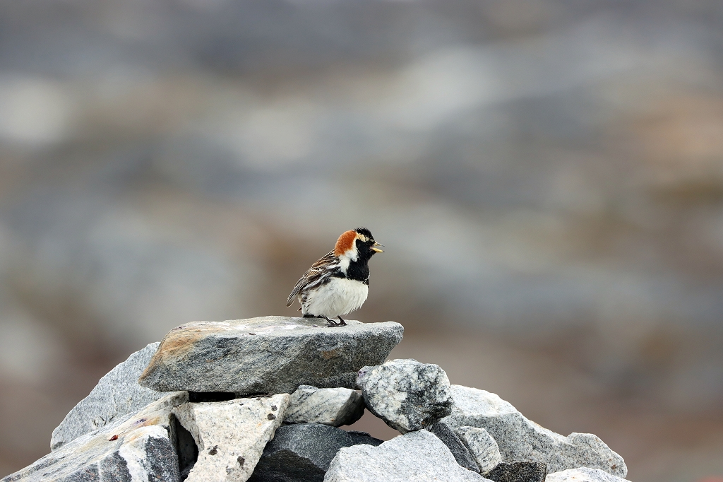 Spornammer (Lapland Bunting oder Lapland longspur, Calcarius lapponicus)