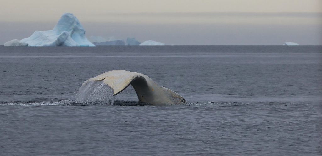 Wal vor Eisberg in der Diskobucht