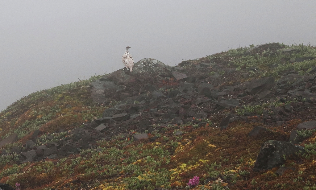 Gut getarntes Schneehuhn