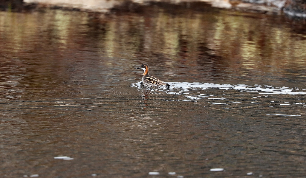 Odinshühnchen (Red-necked phalarope, Phalaropus lobatus)