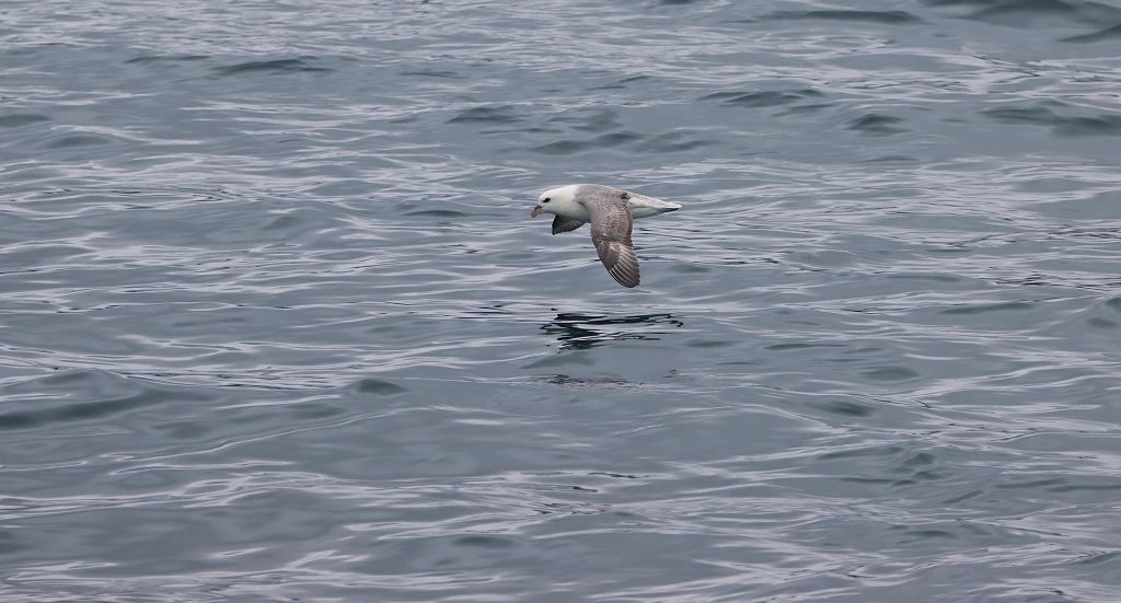 Kein Wal aber eine Möwe