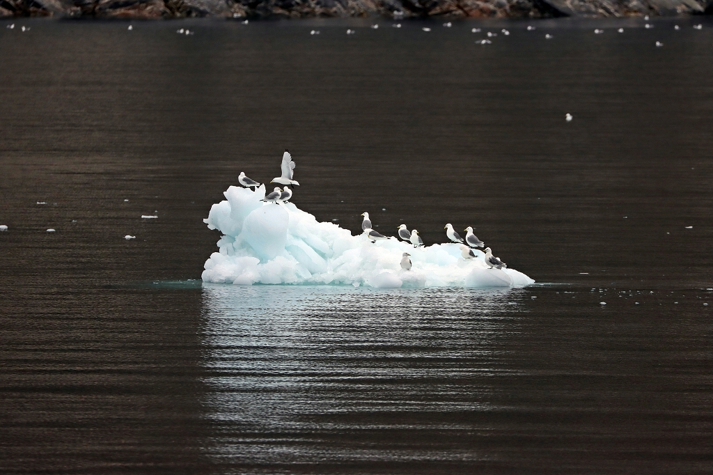 Möwen tummeln sich auf Eisbergen
