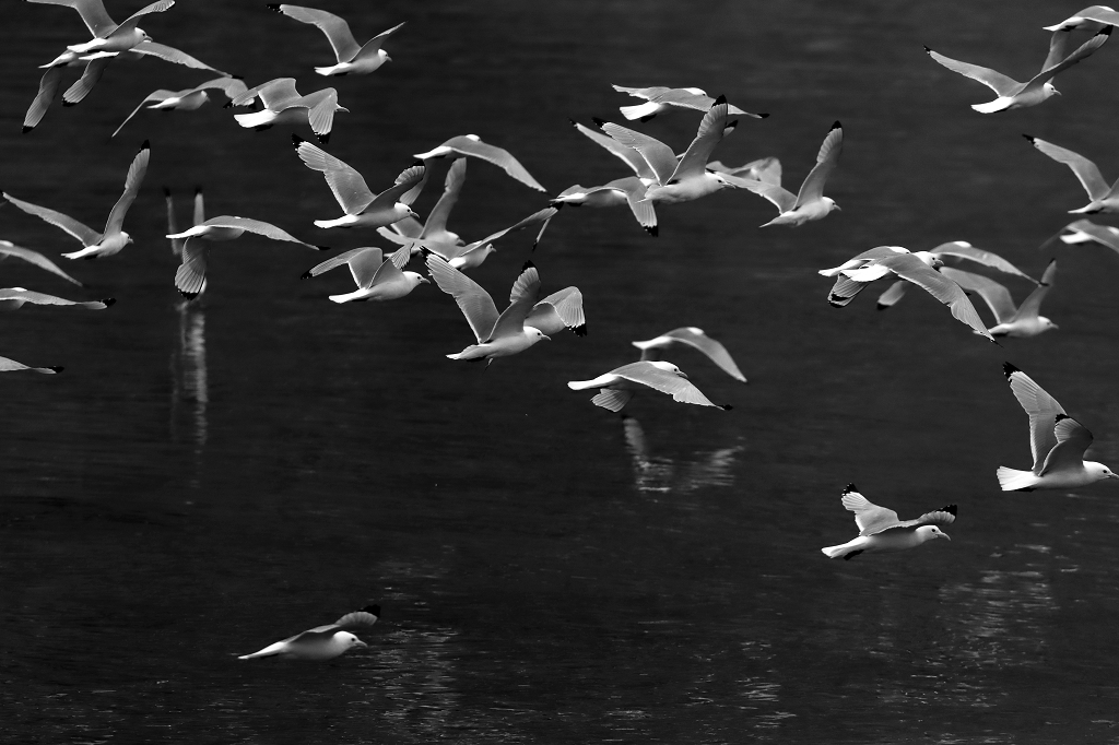 Möwen tummeln sich auf Eisbergen