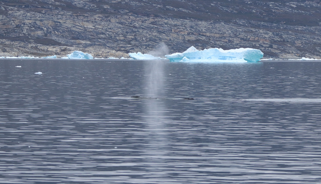 Walsichtung auf dem Weg zum Eqi-Gletscher