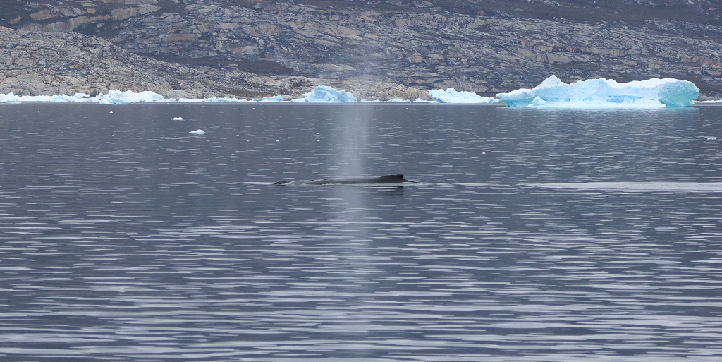 Walsichtung auf dem Weg zum Eqi-Gletscher