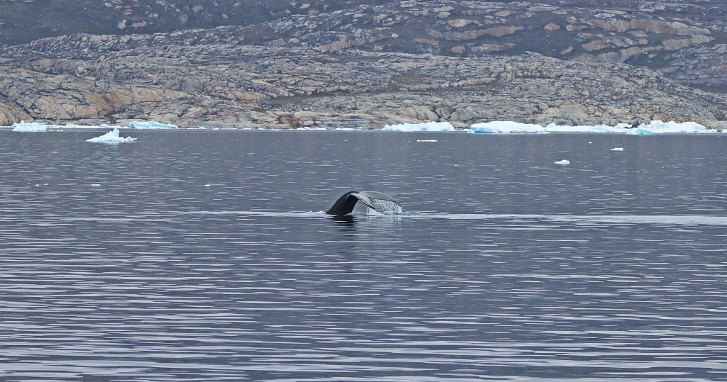 Walsichtung auf dem Weg zum Eqi-Gletscher
