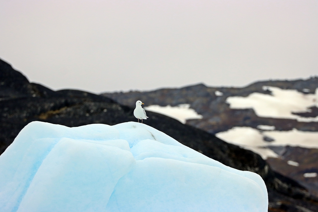 Bootstour zum Eqi-Gletscher und zur Glacier Lodge