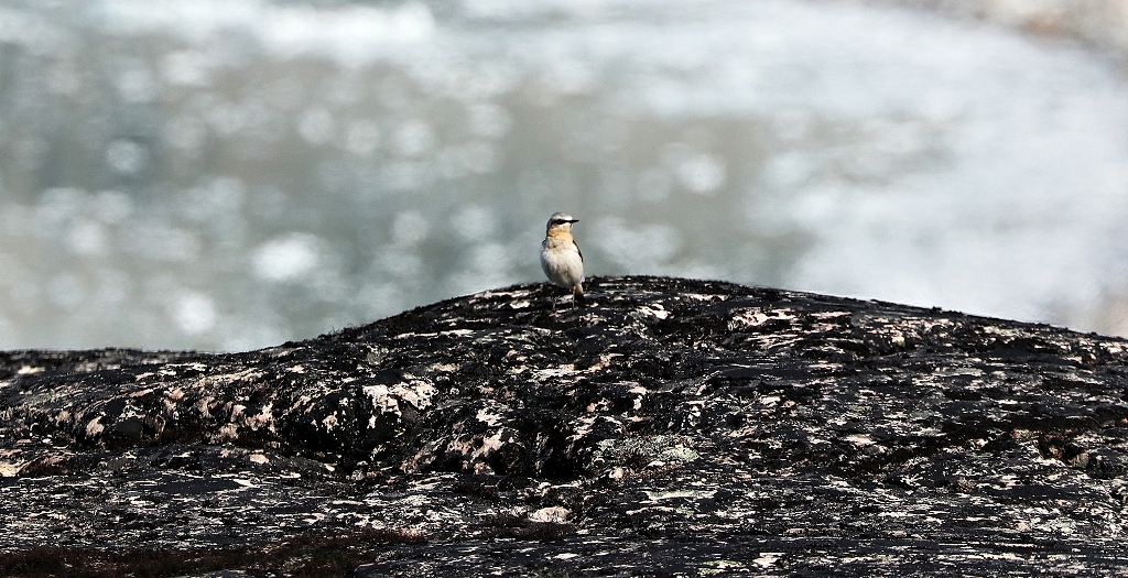 Steinschmätzer (Northern wheatear, Oenanthe oenanthe) am Eqi-Gletscher